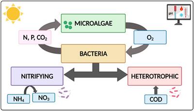 An Interactive Tool for Simulation of Biological Models Into the Wastewater Treatment With Microalgae